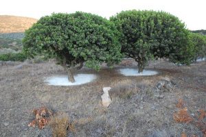 Mastic tree