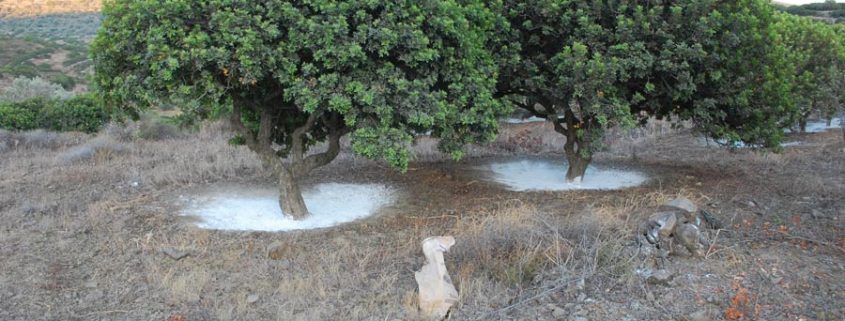 The mysterious healing plant that only grows on Greece's Chios