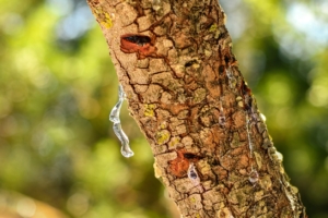 mastic tear
